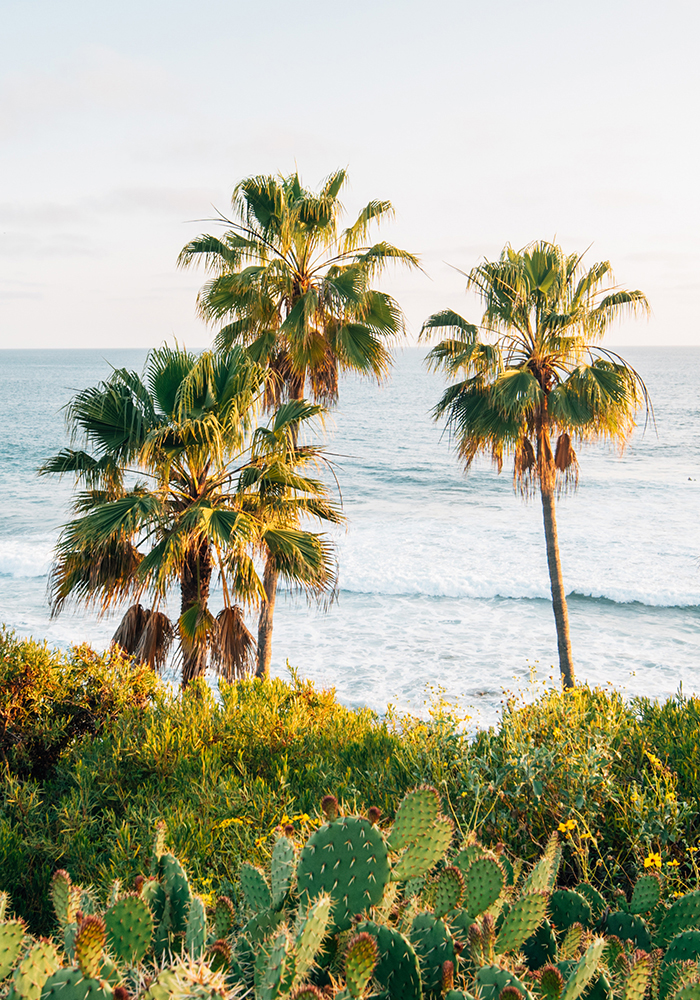 cactuses and palm trees by the ocean's edge